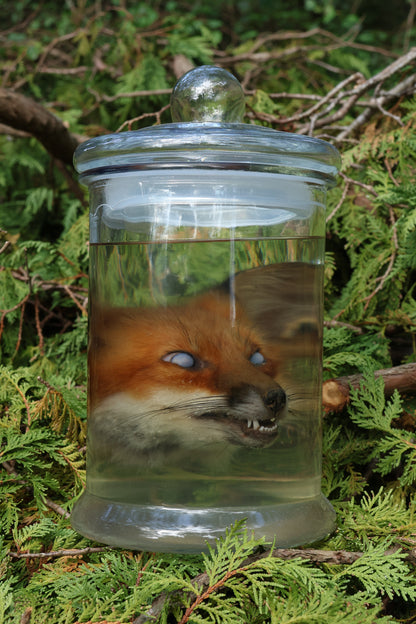 Red Fox Head Wet Specimen