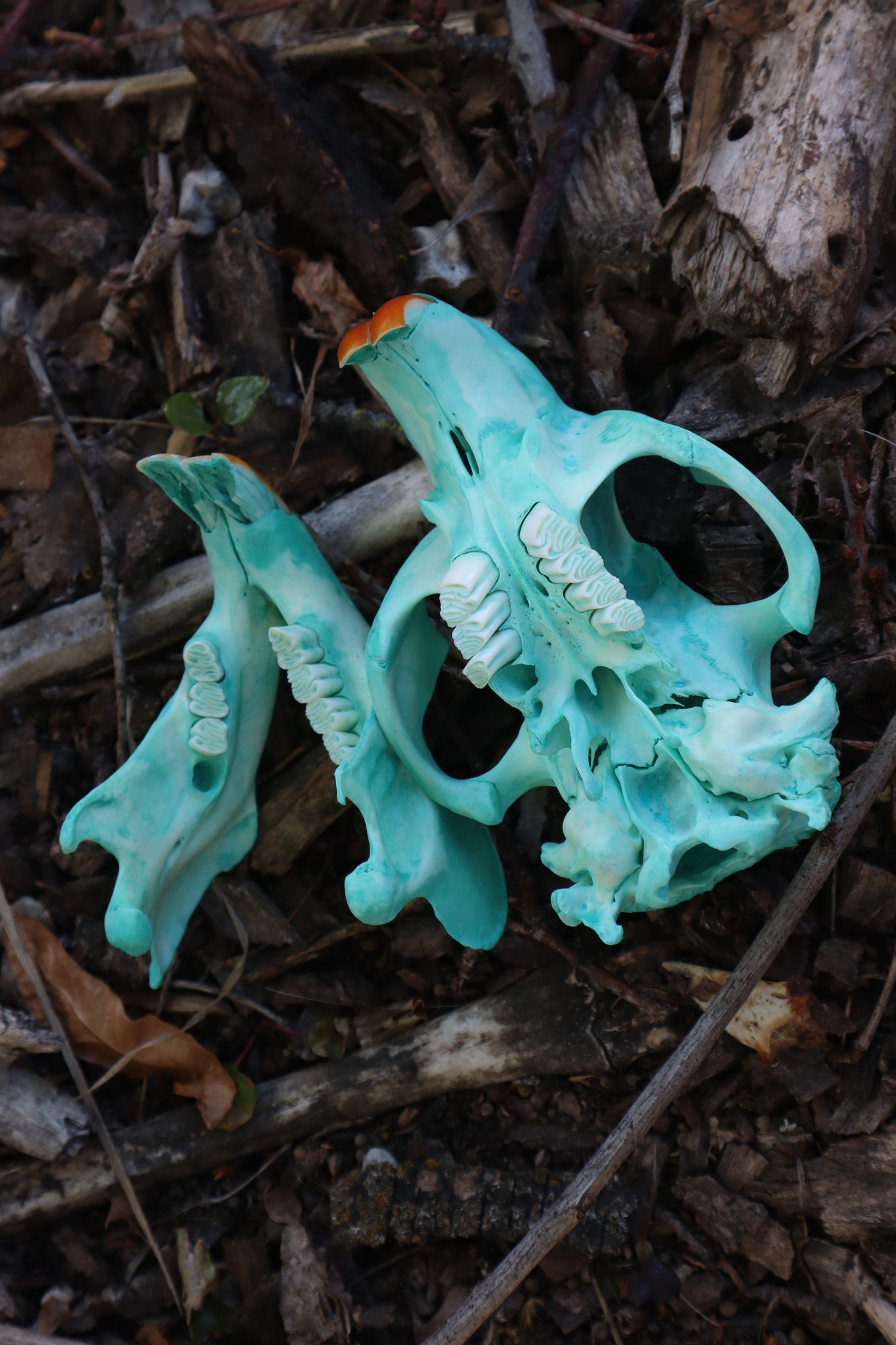 Blue Copper Beaver Skull
