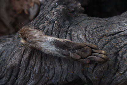 Raccoon Paws Inside and Out