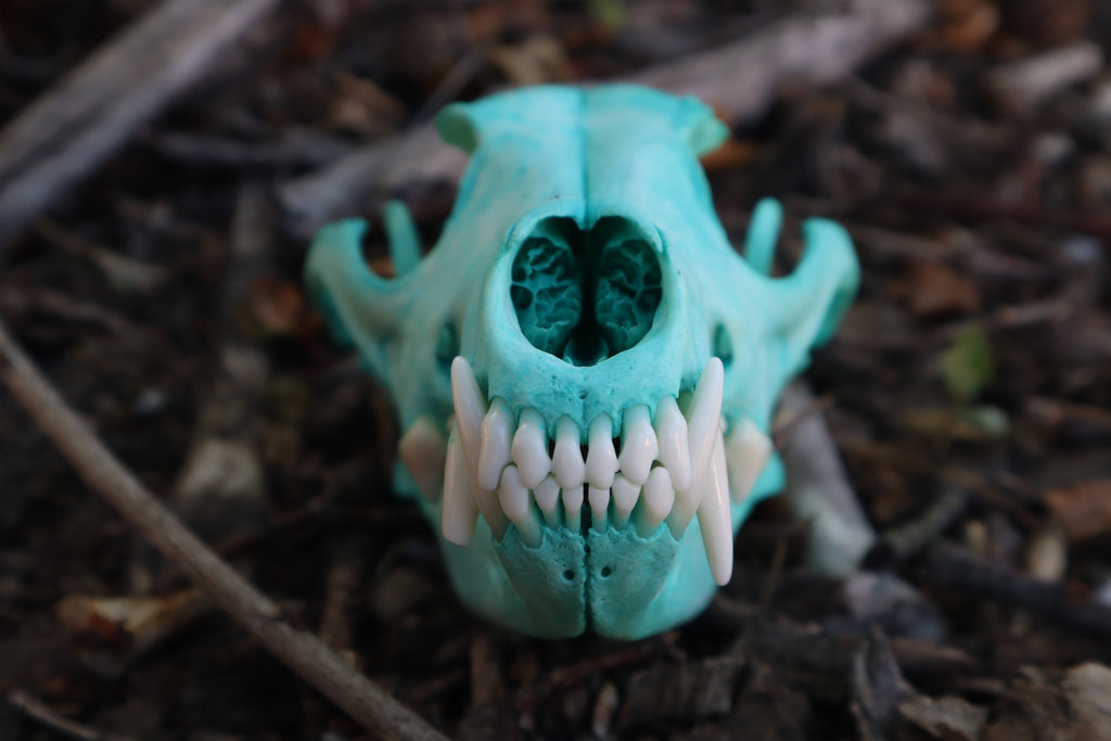 Pathological Blue Copper Coyote Skull