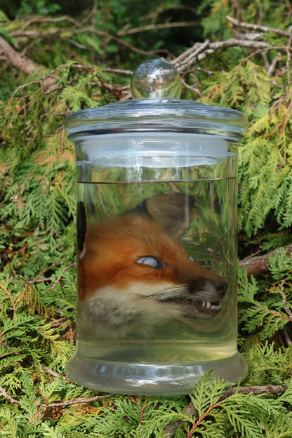 Red Fox Head Wet Specimen