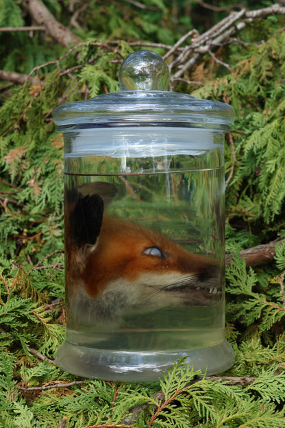 Red Fox Head Wet Specimen