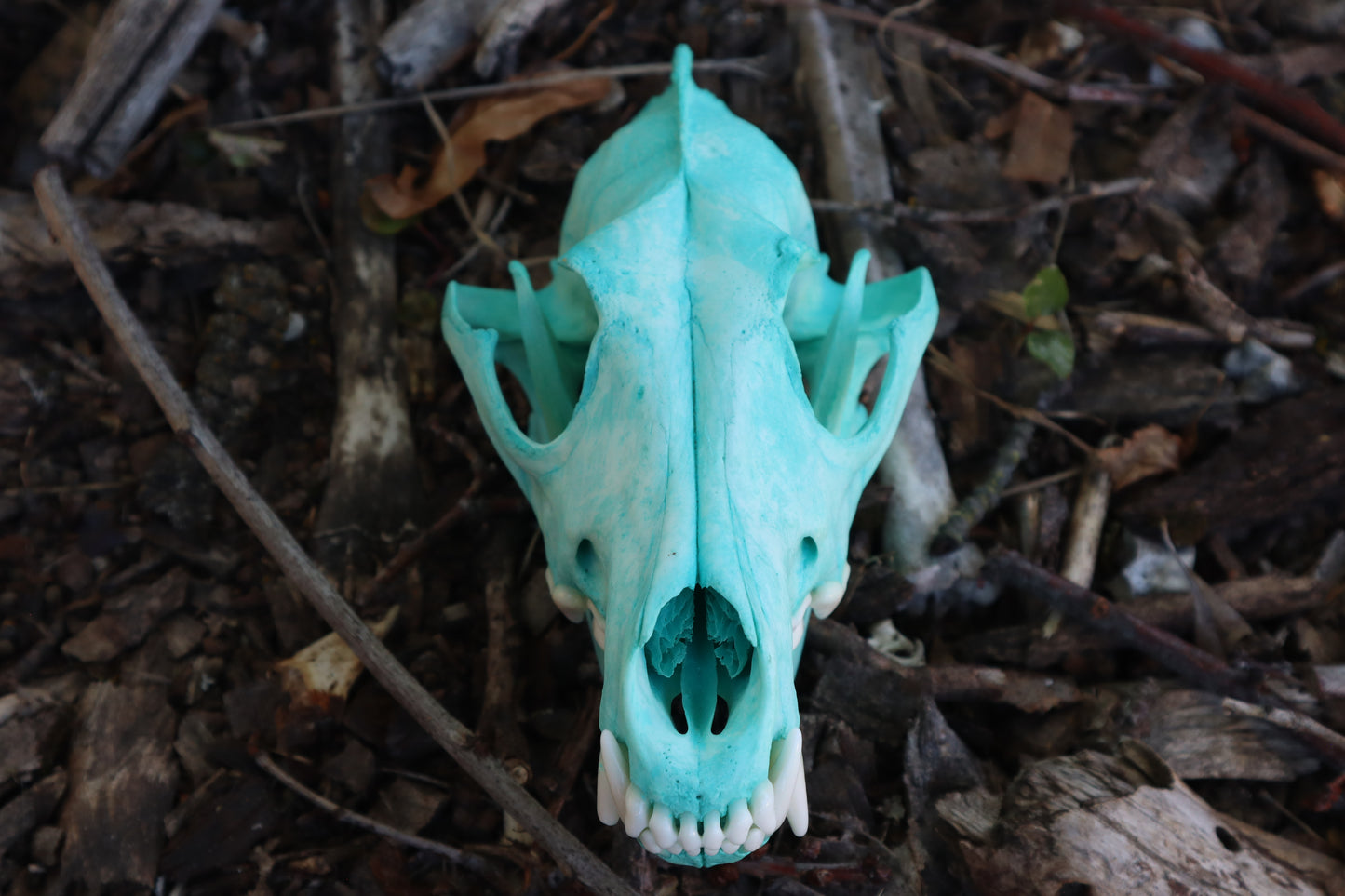 Pathological Blue Copper Coyote Skull