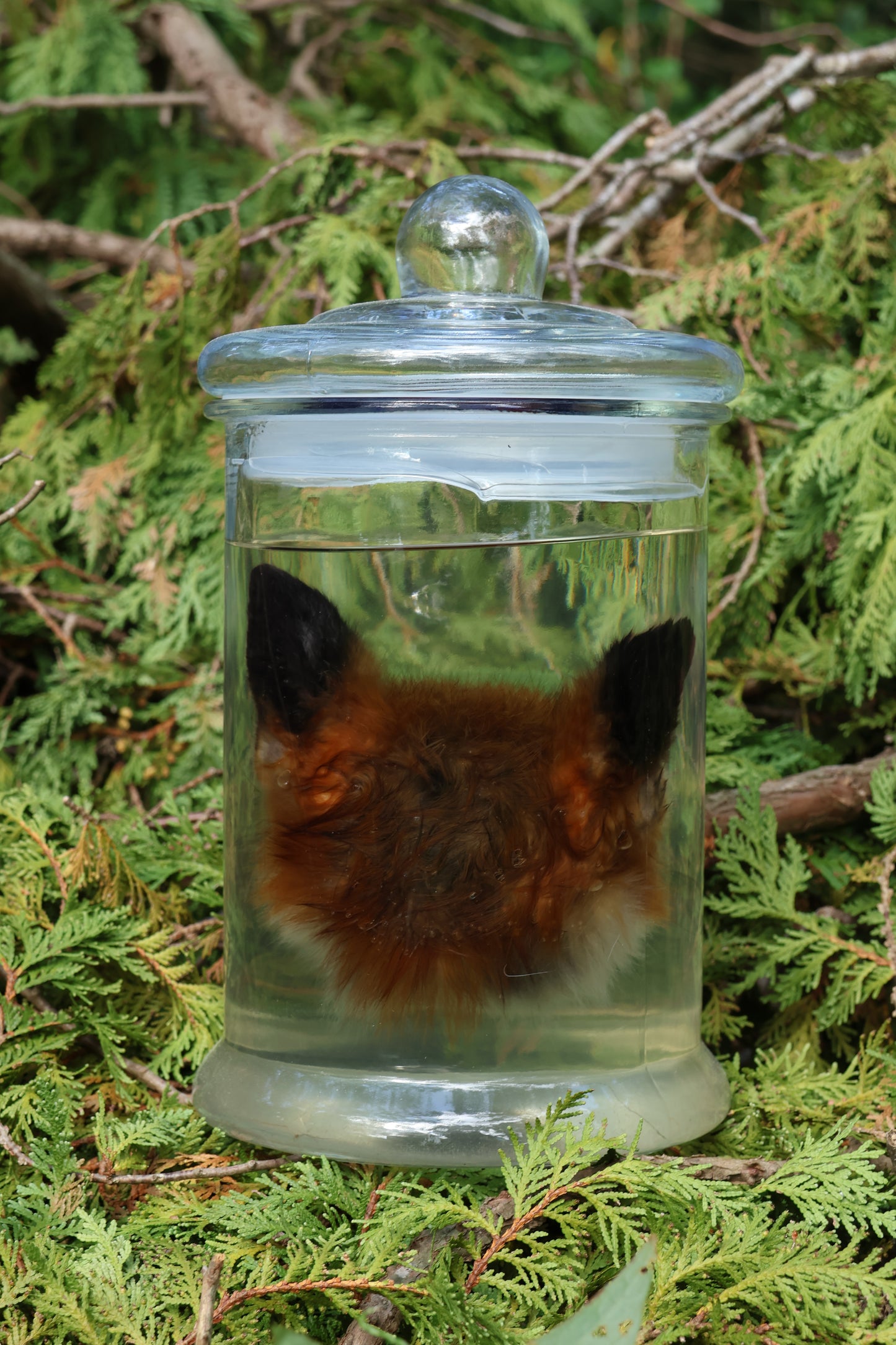 Red Fox Head Wet Specimen