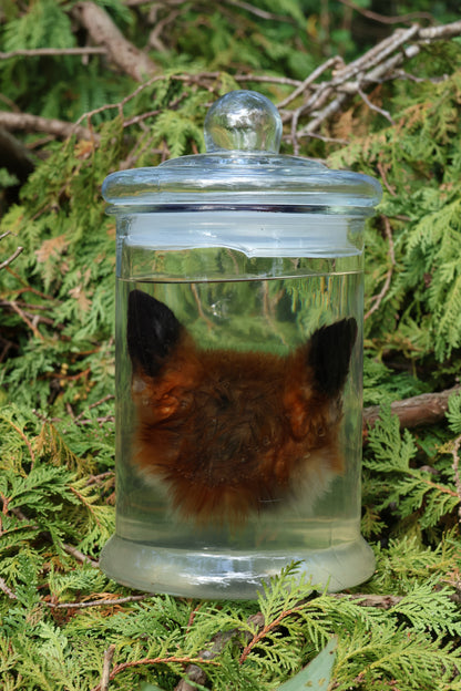 Red Fox Head Wet Specimen