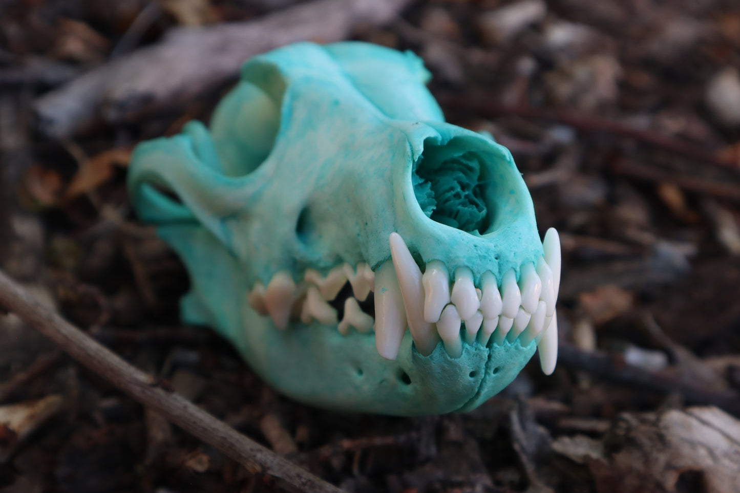 Pathological Blue Copper Coyote Skull