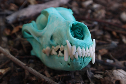 Pathological Blue Copper Coyote Skull