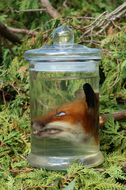 Red Fox Head Wet Specimen