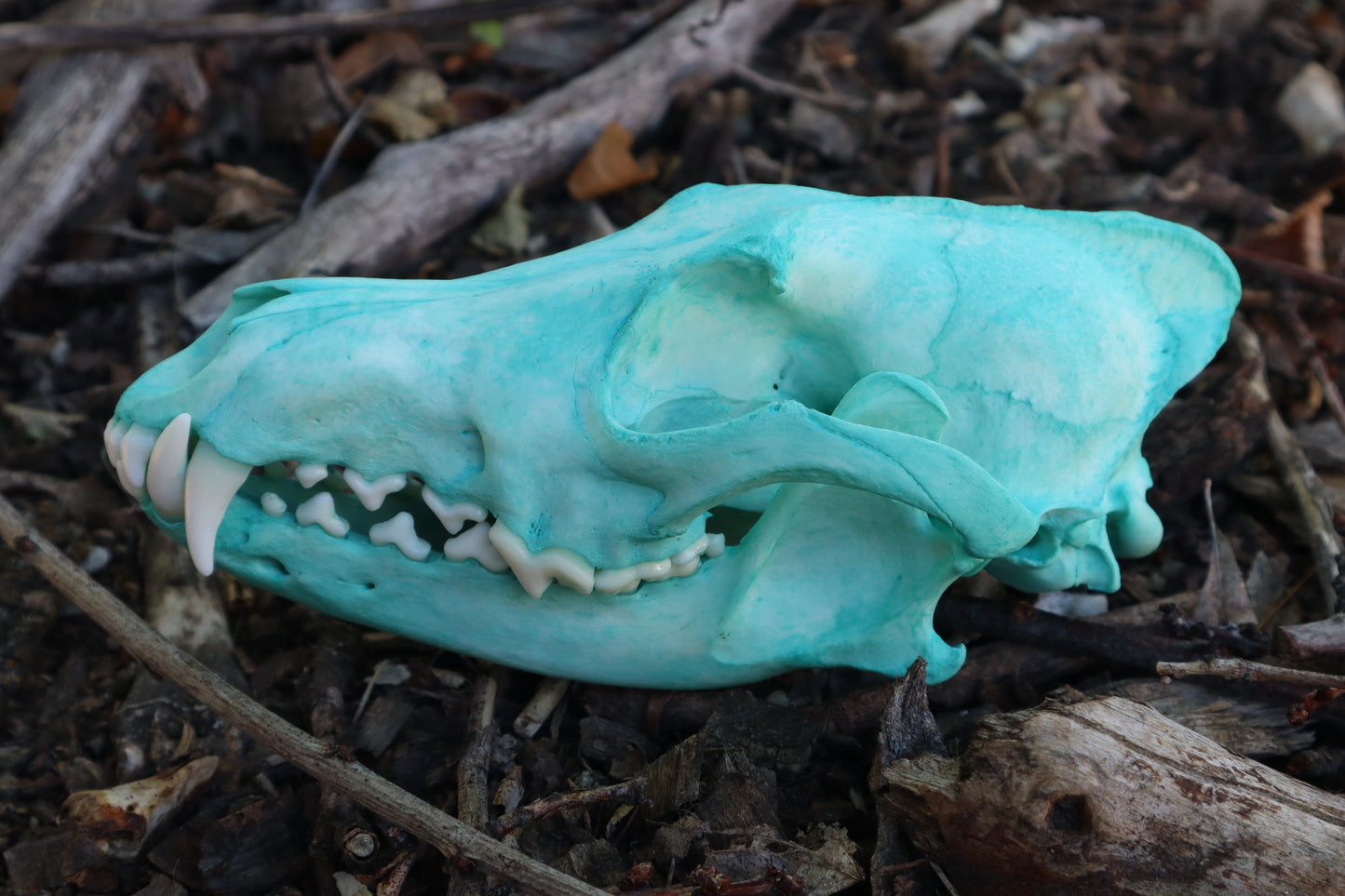 Pathological Blue Copper Coyote Skull