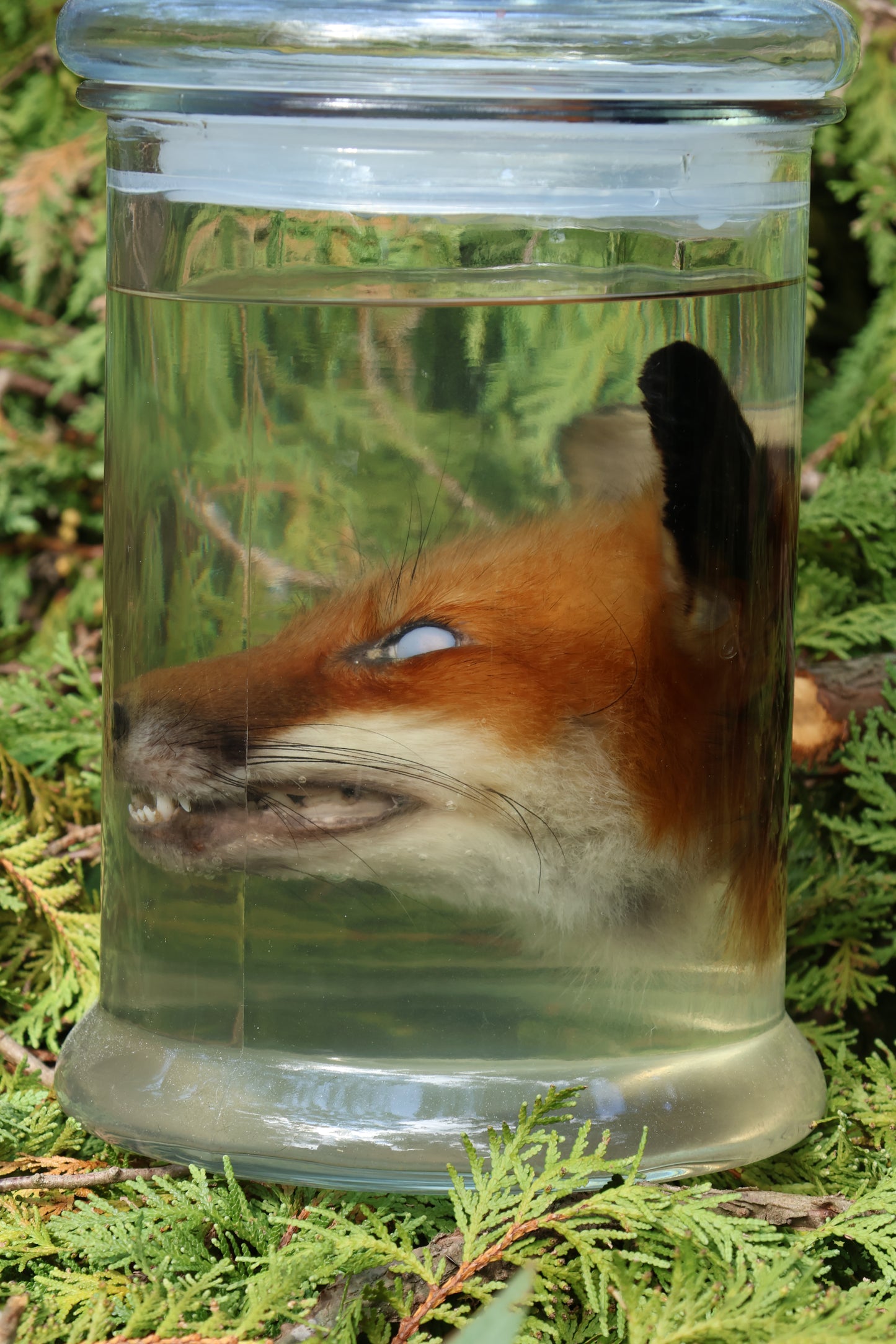 Red Fox Head Wet Specimen