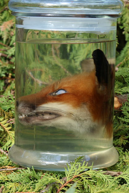 Red Fox Head Wet Specimen