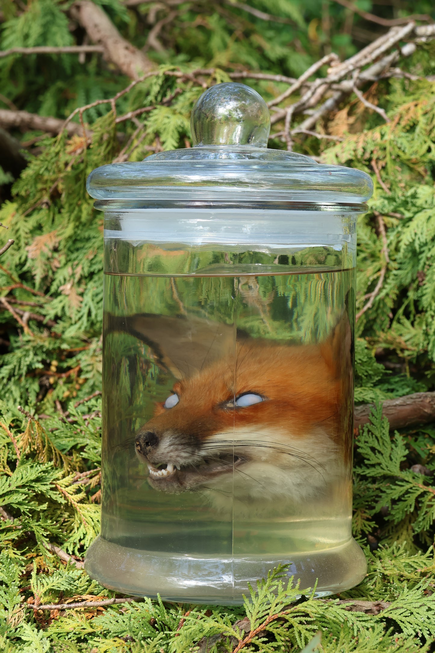 Red Fox Head Wet Specimen
