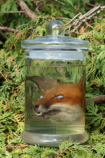 Red Fox Head Wet Specimen