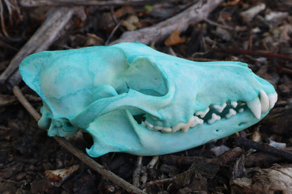Pathological Blue Copper Coyote Skull