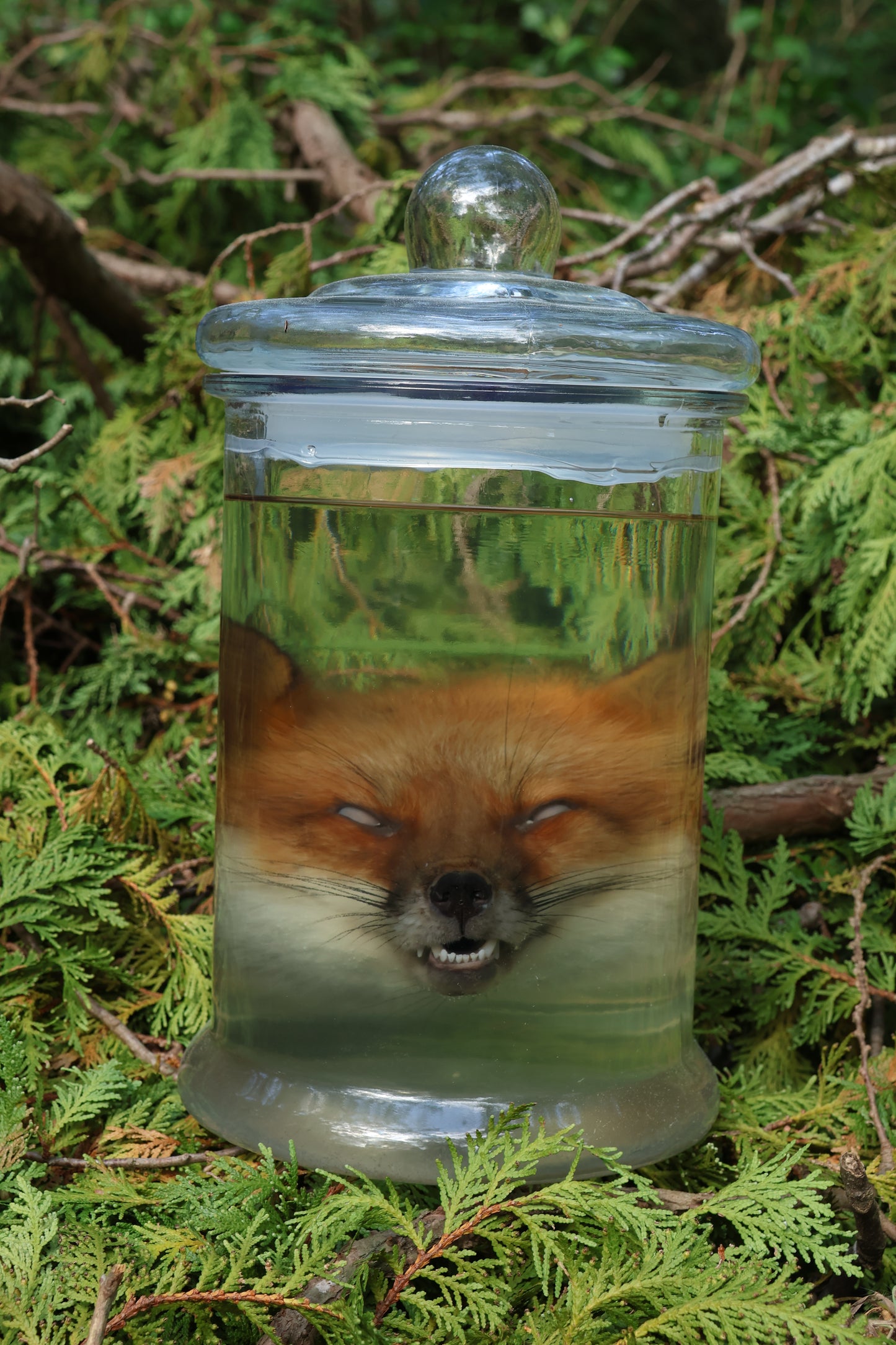 Red Fox Head Wet Specimen