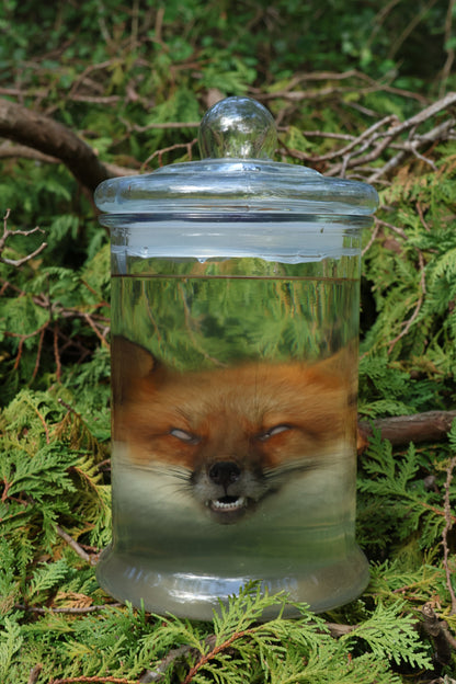 Red Fox Head Wet Specimen