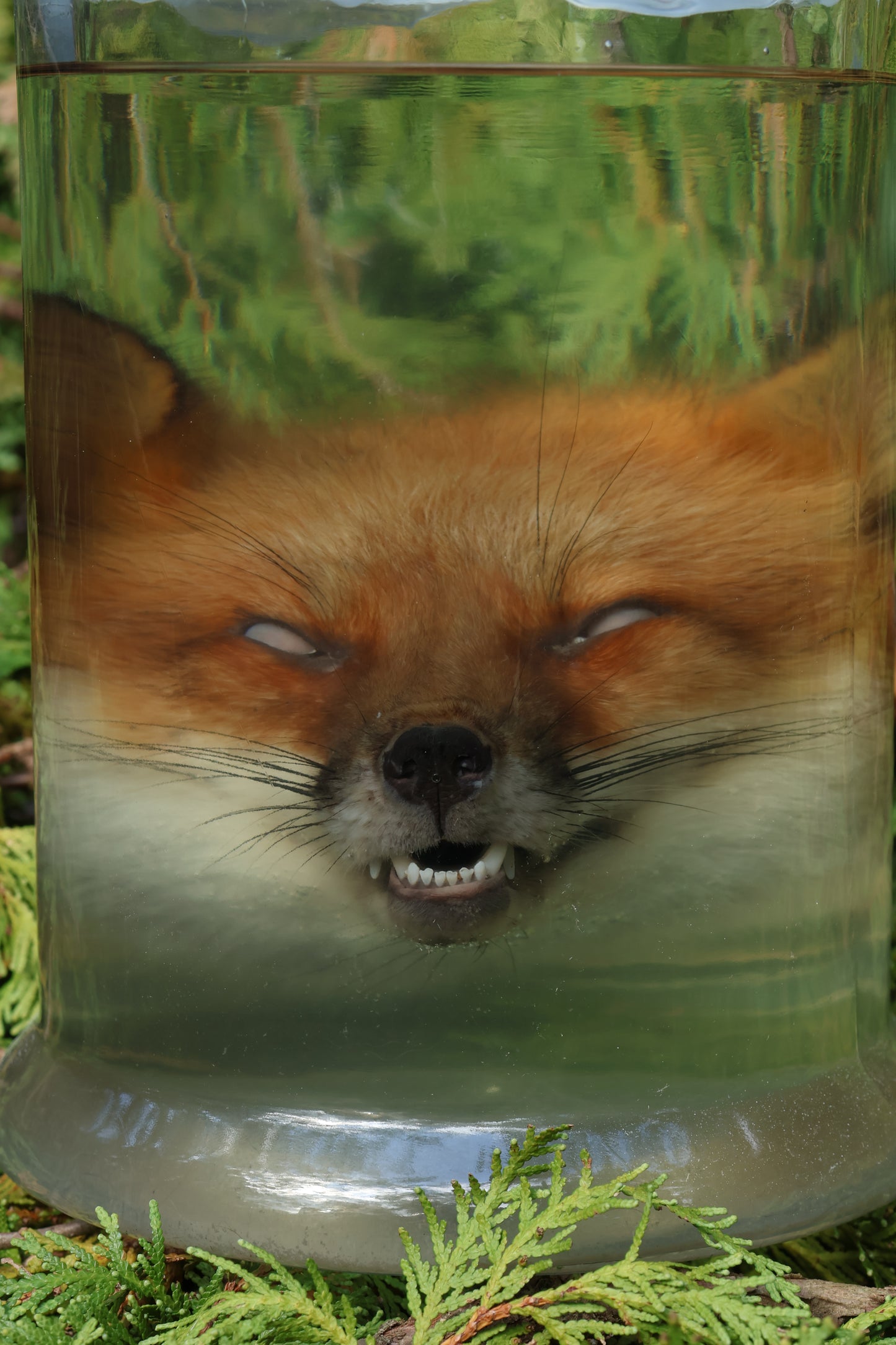 Red Fox Head Wet Specimen