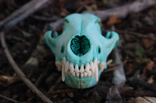 Blue Copper Coyote Skull
