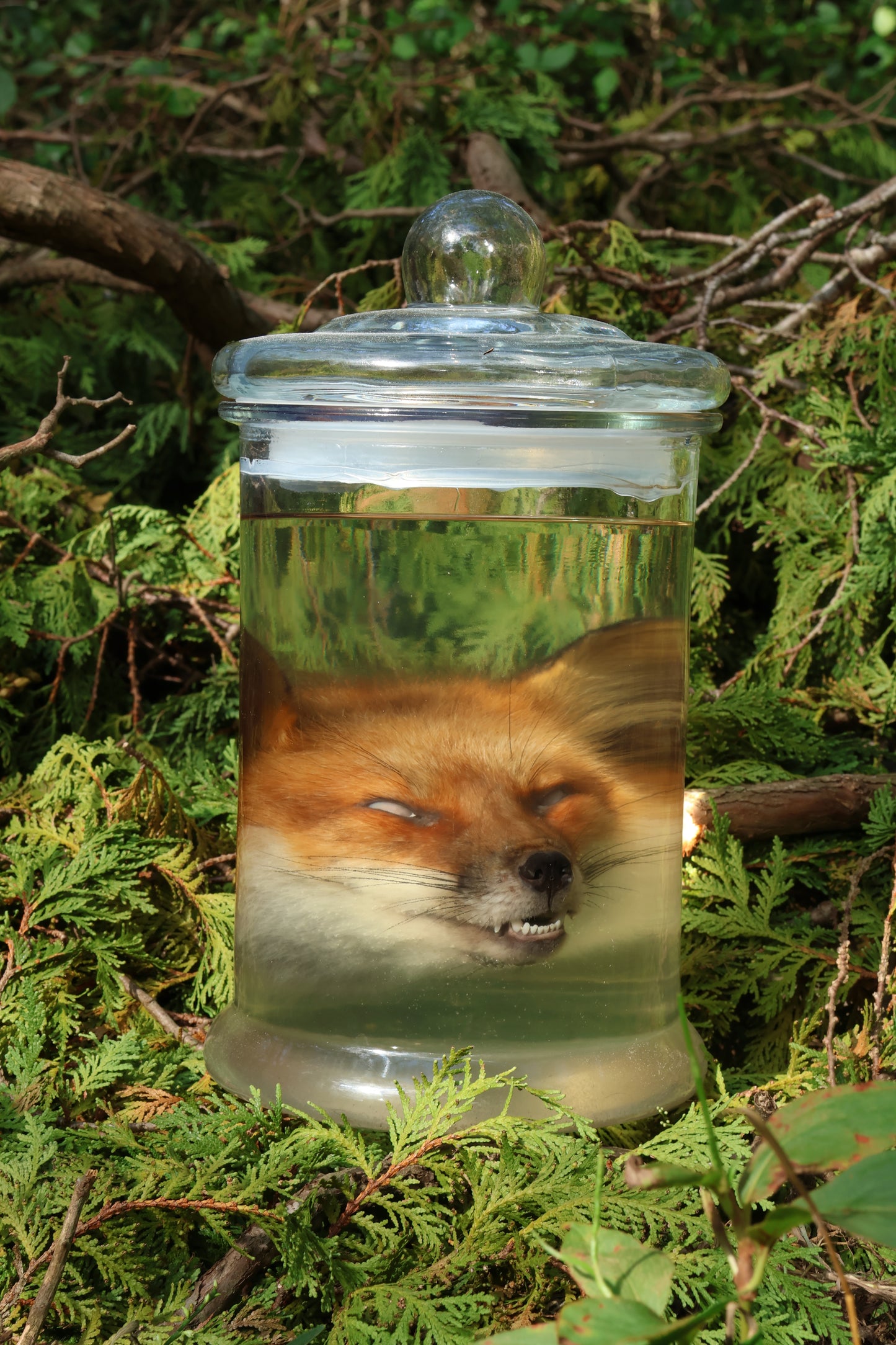 Red Fox Head Wet Specimen