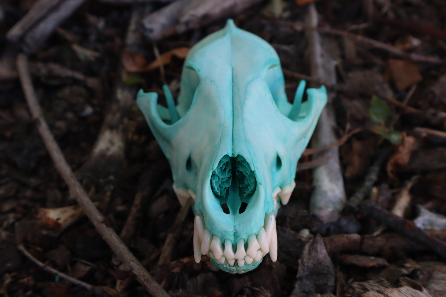 Blue Copper Coyote Skull
