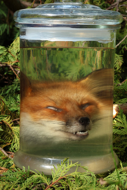 Red Fox Head Wet Specimen