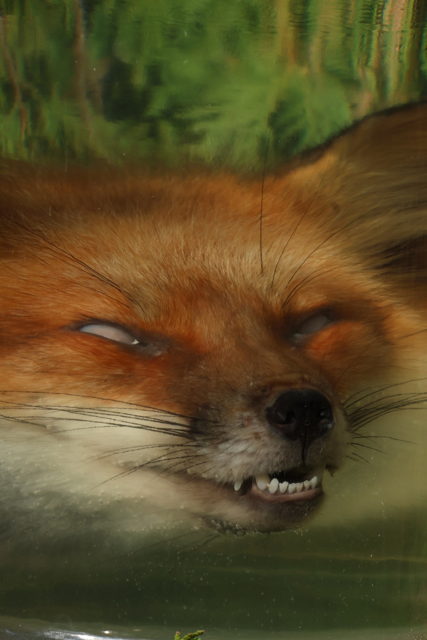 Red Fox Head Wet Specimen