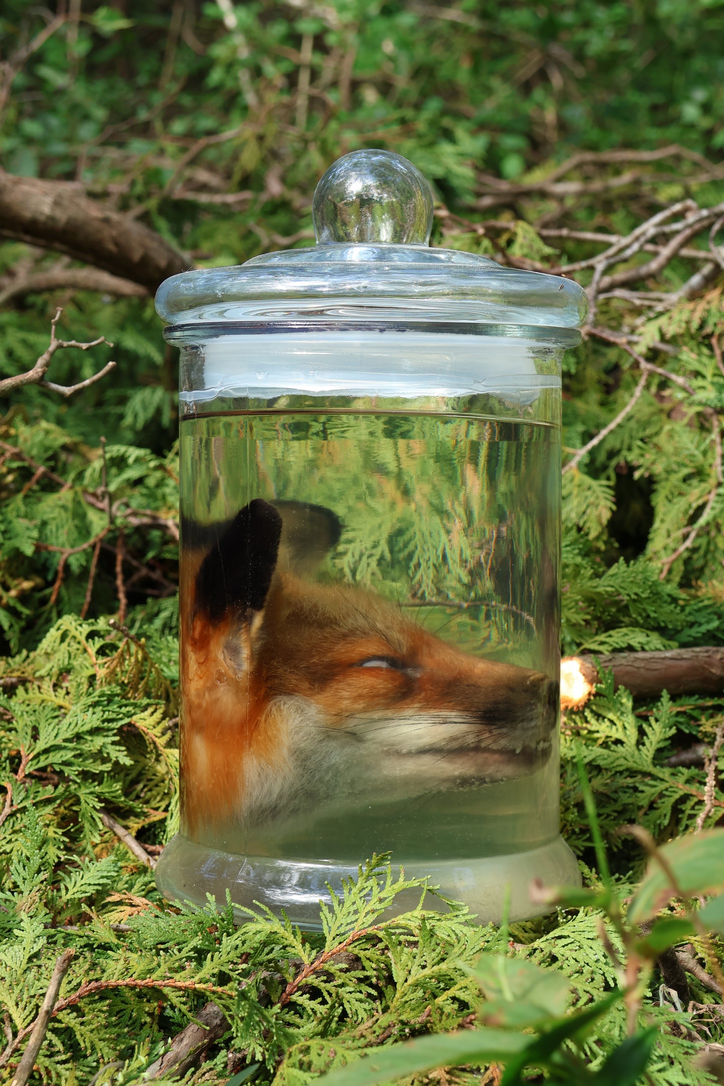Red Fox Head Wet Specimen