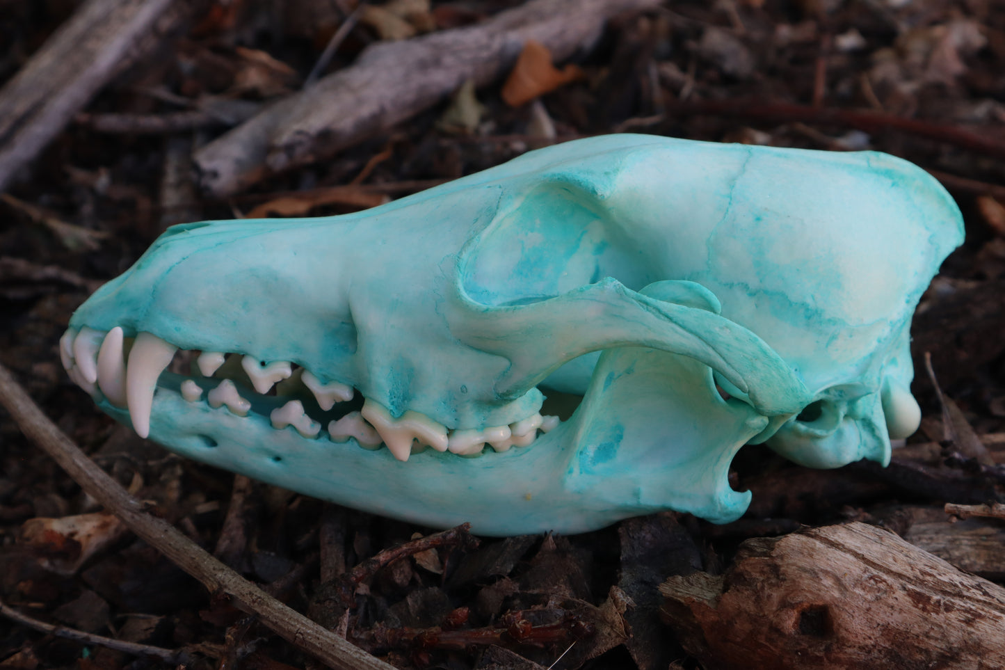 Blue Copper Coyote Skull