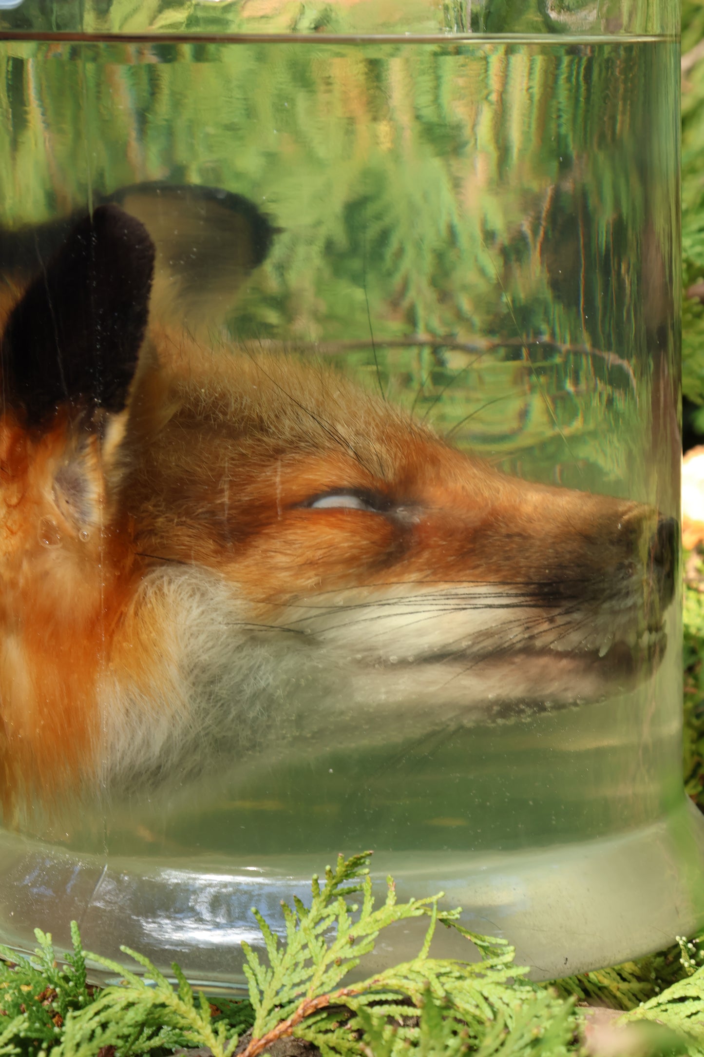 Red Fox Head Wet Specimen