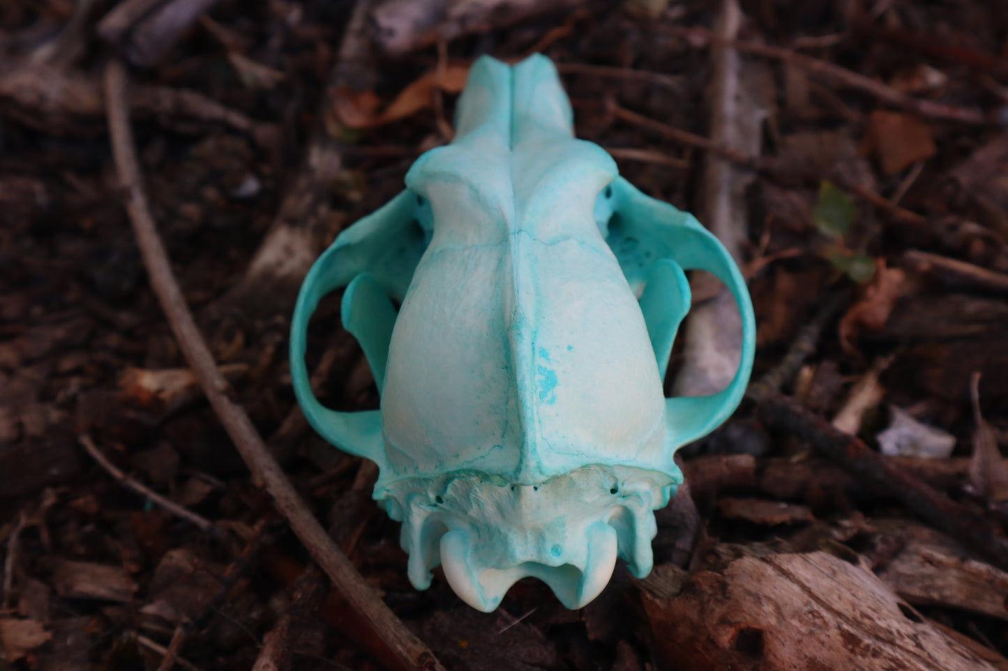 Blue Copper Coyote Skull
