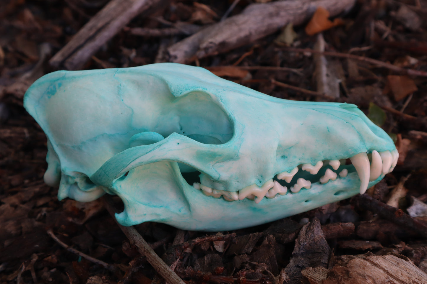 Blue Copper Coyote Skull