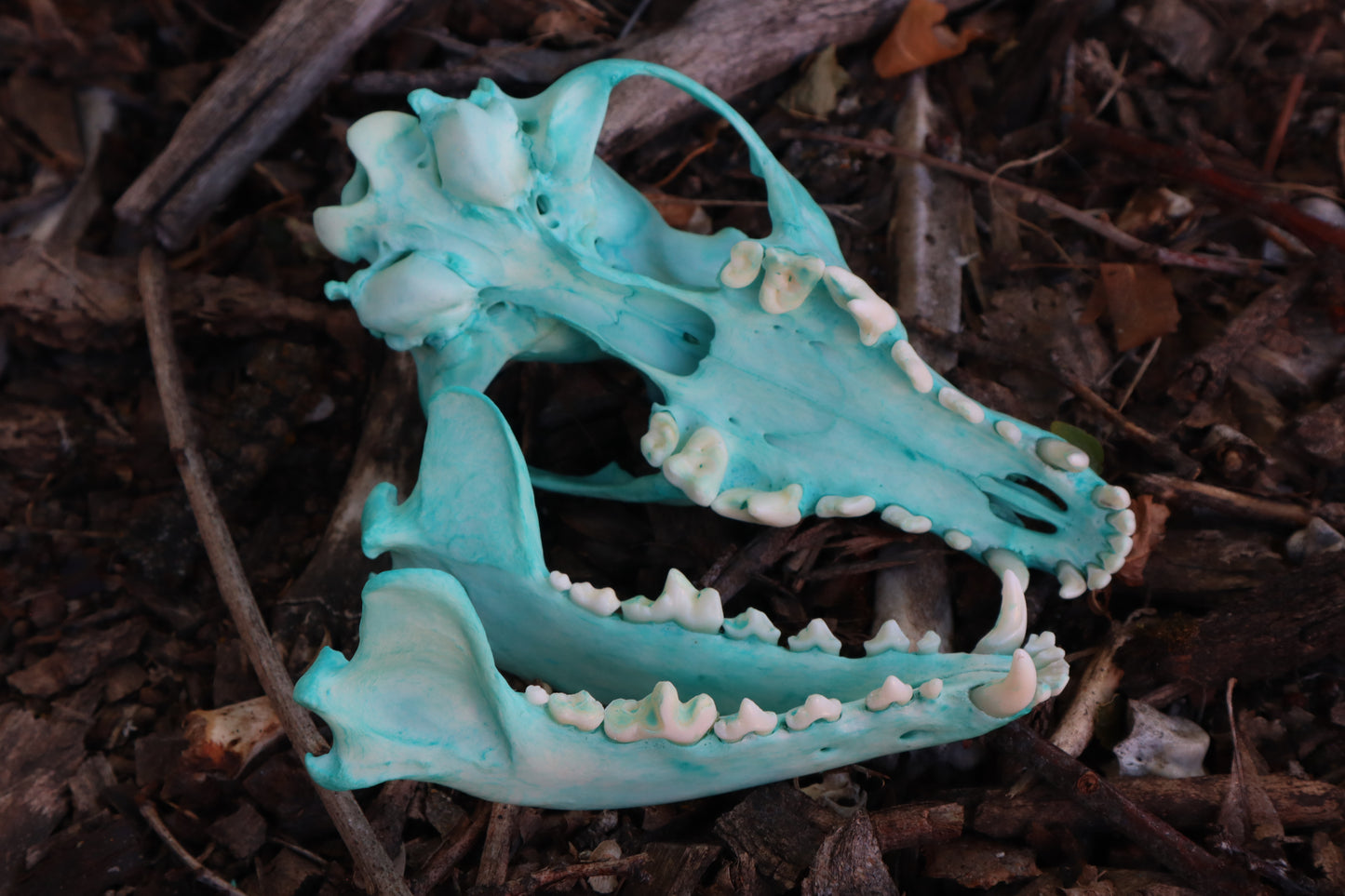 Blue Copper Coyote Skull