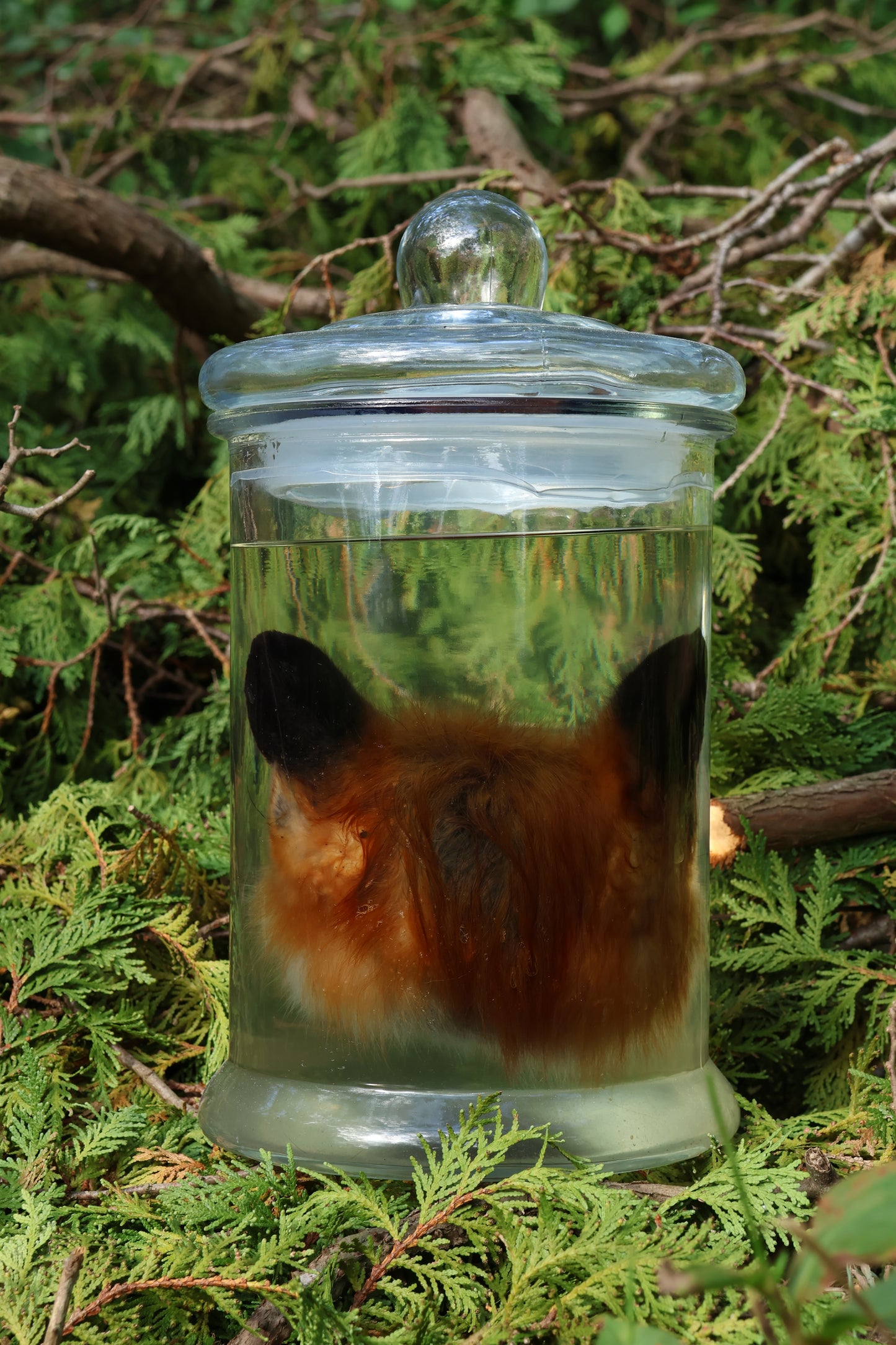 Red Fox Head Wet Specimen