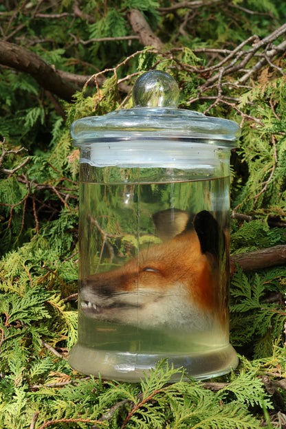 Red Fox Head Wet Specimen
