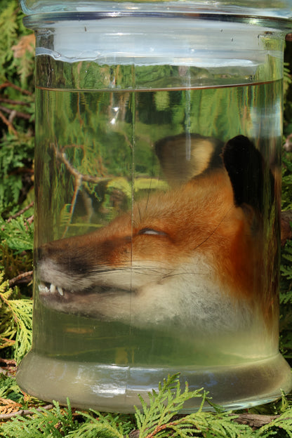 Red Fox Head Wet Specimen