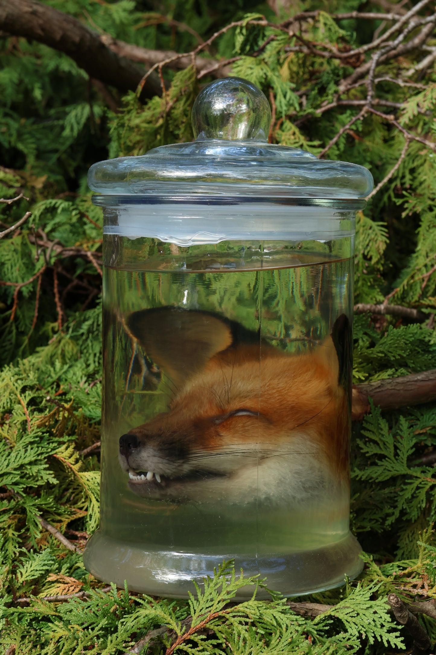 Red Fox Head Wet Specimen
