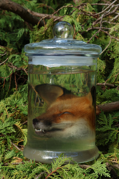 Red Fox Head Wet Specimen