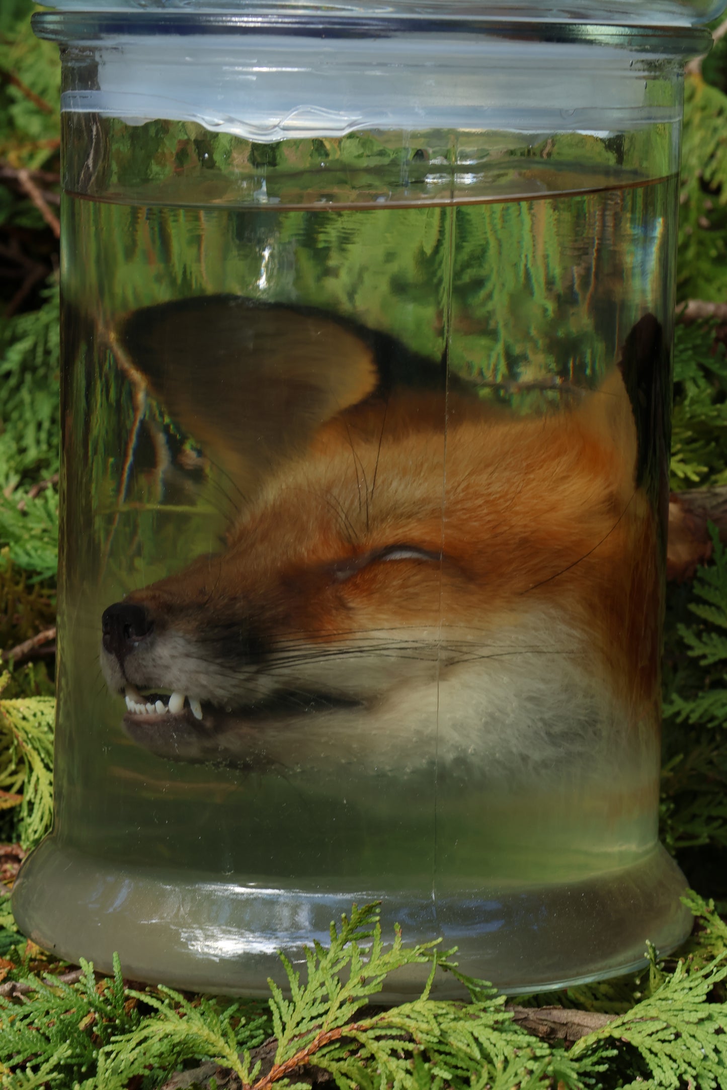Red Fox Head Wet Specimen
