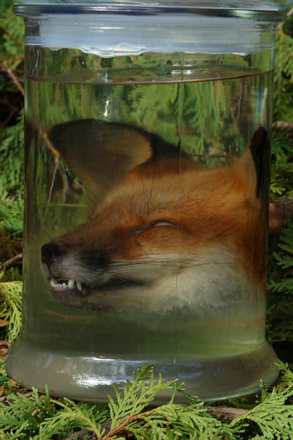 Red Fox Head Wet Specimen