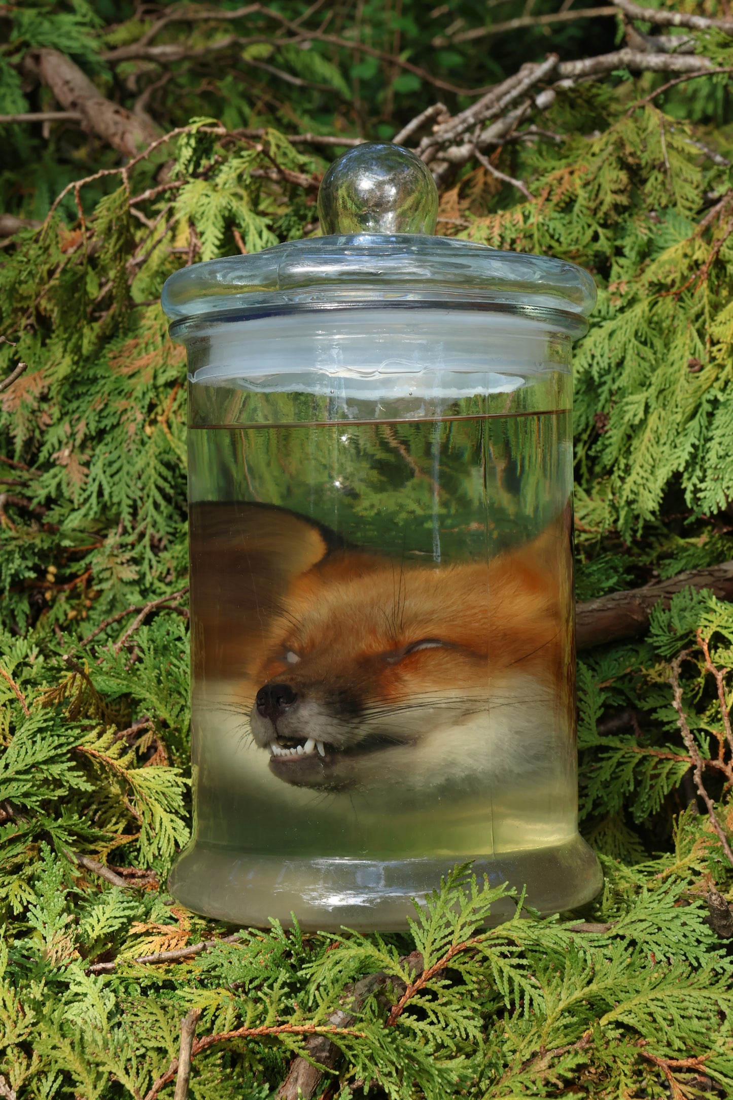 Red Fox Head Wet Specimen