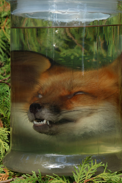 Red Fox Head Wet Specimen