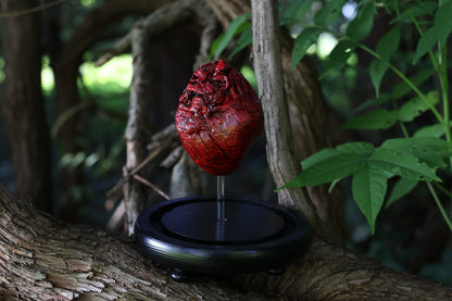 Dry Preserved Coyote Heart