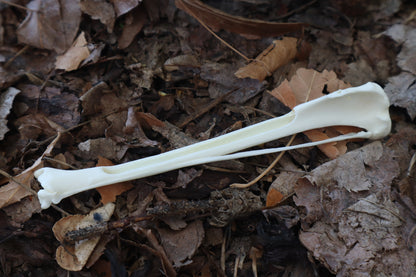 Red Fox Bone Incense Burner