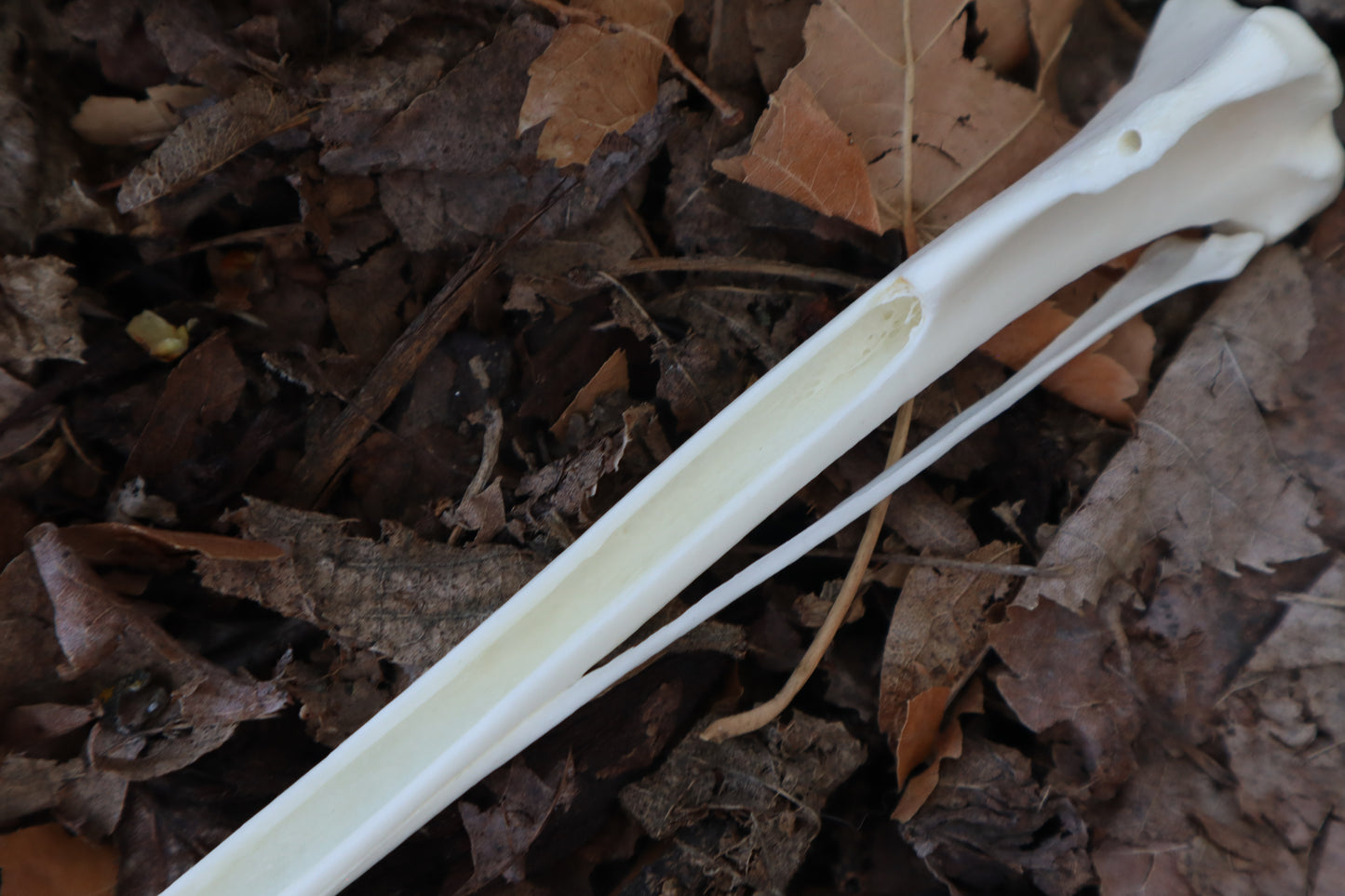 Red Fox Bone Incense Burner