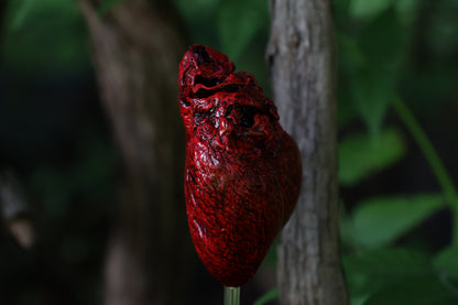 Dry Preserved Coyote Heart