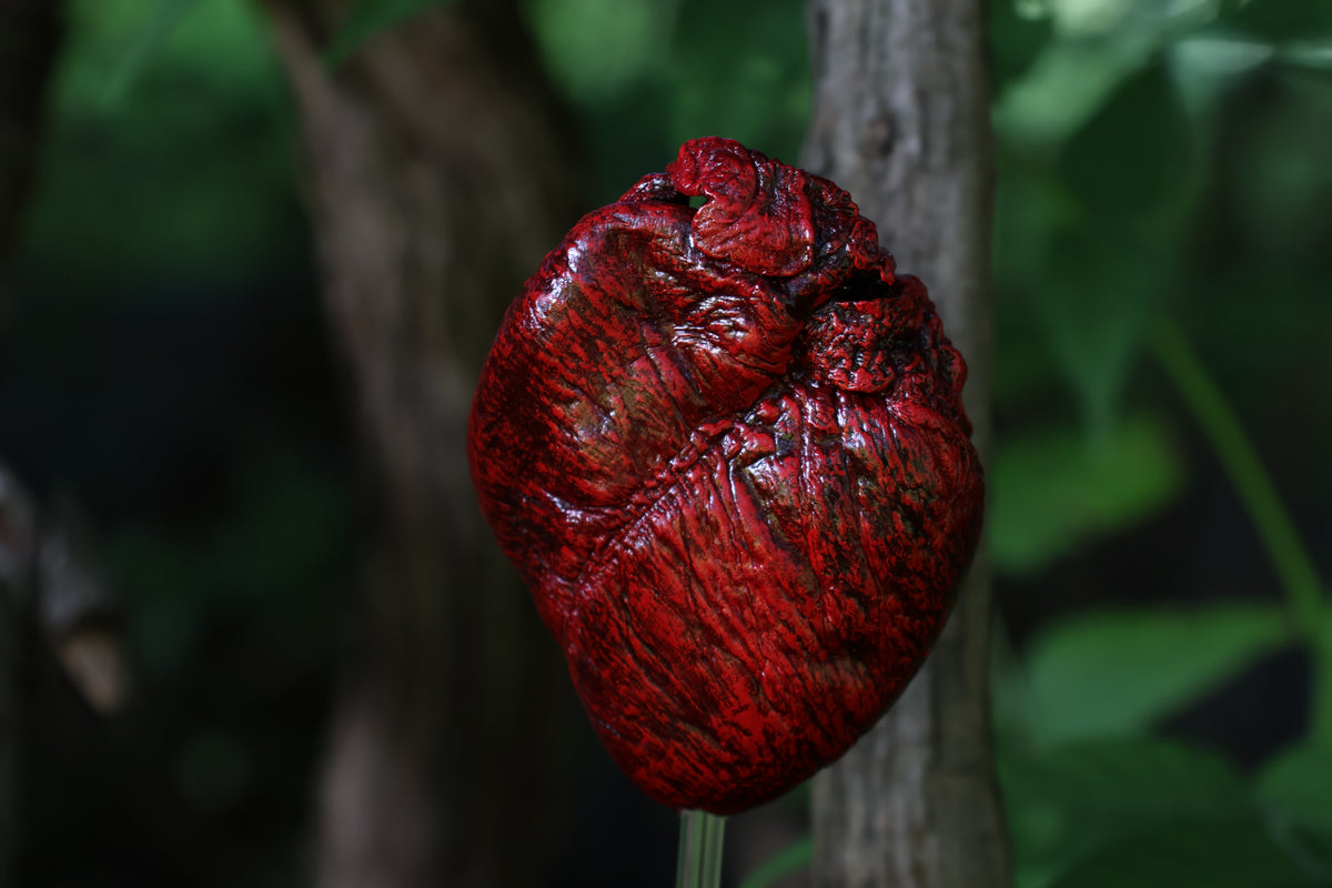Dry Preserved Coyote Heart