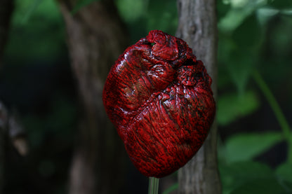 Dry Preserved Coyote Heart