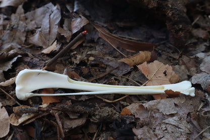 Red Fox Bone Incense Burner