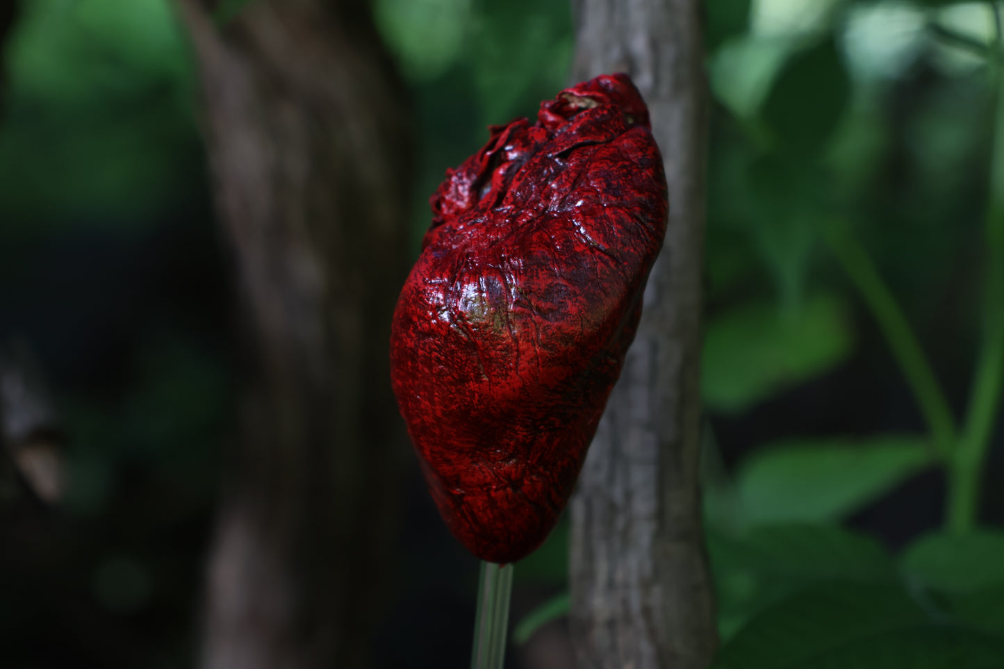 Dry Preserved Coyote Heart