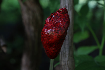 Dry Preserved Coyote Heart